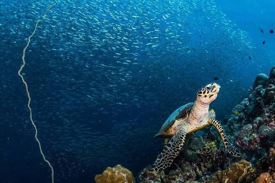 Moalboal Turtles, Sardines, and Mantayupan Falls