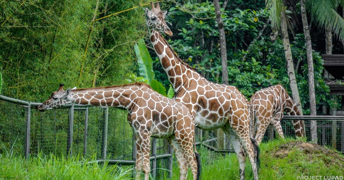 Cebu Safari Day Tour