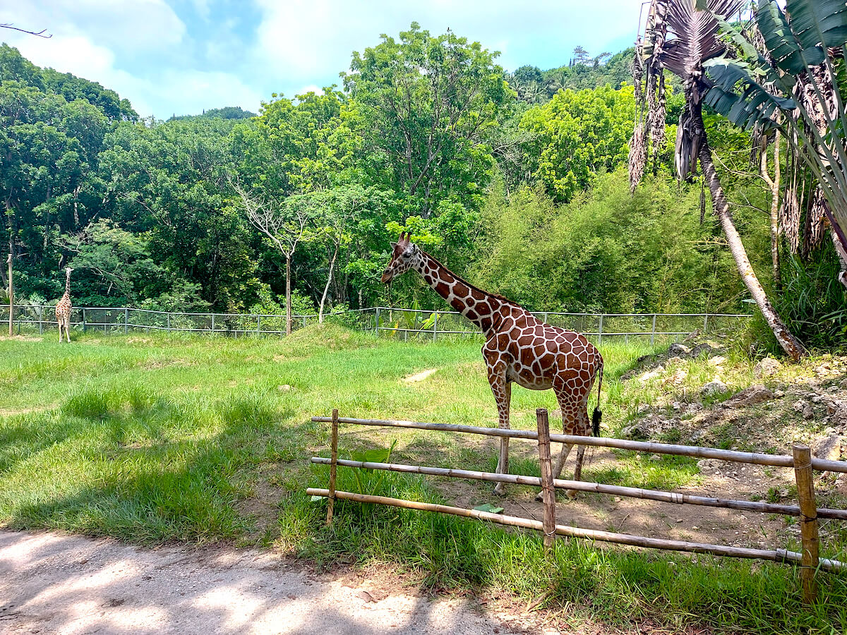 Cebu Safari Day Tour
