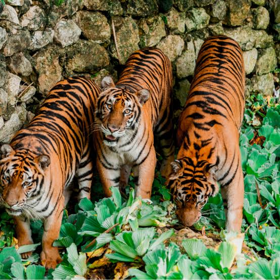 Cebu Safari Day Tour