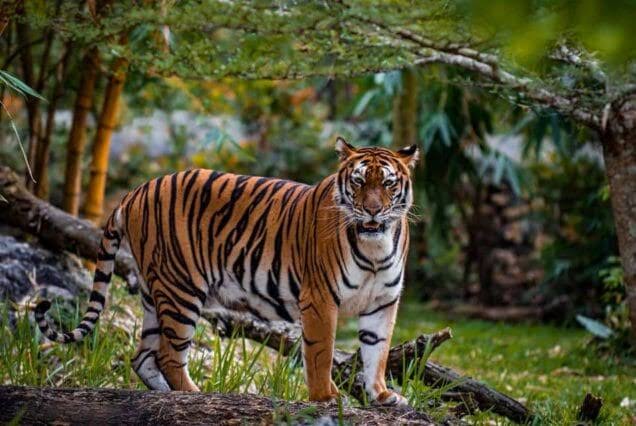 Cebu Safari Day Tour