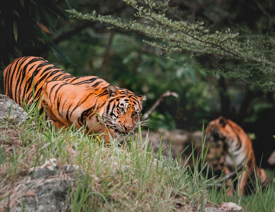 Cebu Safari Day Tour