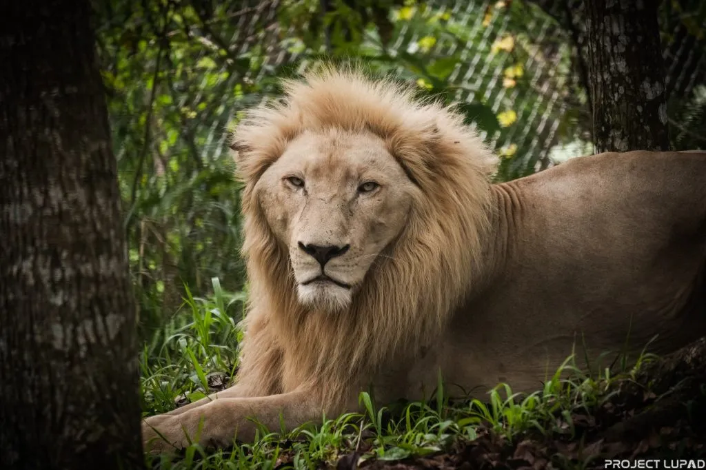 Cebu Safari Day Tour
