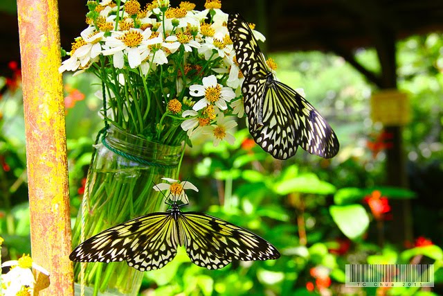 Bohol Full Day Tour Package from Cebu with Loboc River Cruise Lunch